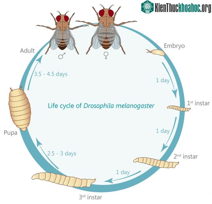Vòng đời của ruồi giấm.