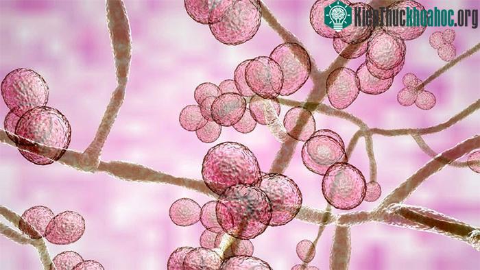 Biến đổi khí hậu khiến nấm trở nên nguy hiểm ảnh 1