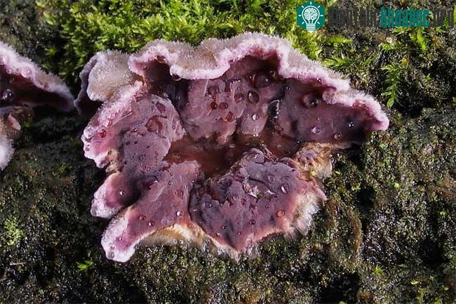 Nhà nấm học này trở thành người đầu tiên trên thế giới bị nhiễm Chondrostereum purpureum