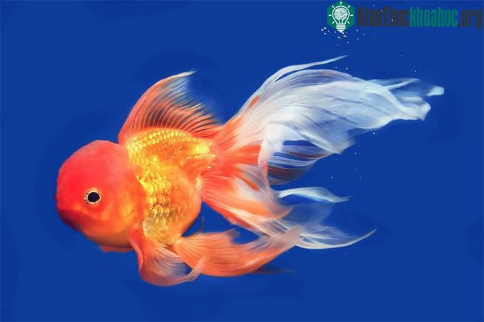 Khó có thể thí nghiệm cấy ghép trên cá do "cá cần nước và bạn cần nó không di chuyển".