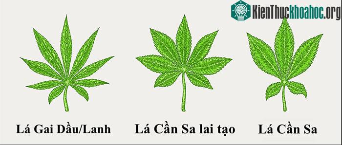 Phân biệt lá cây gai dầu/cây lanh và lá cây cần sa.