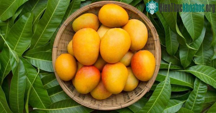 Top 8 lợi ích của lá xoài có thể bạn chưa biết ảnh 1