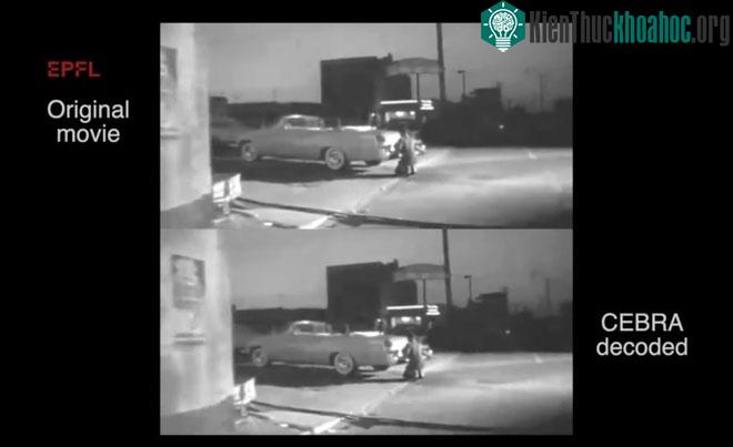Video mà chuột nhìn thấy và video do CEBRA dựng lại.