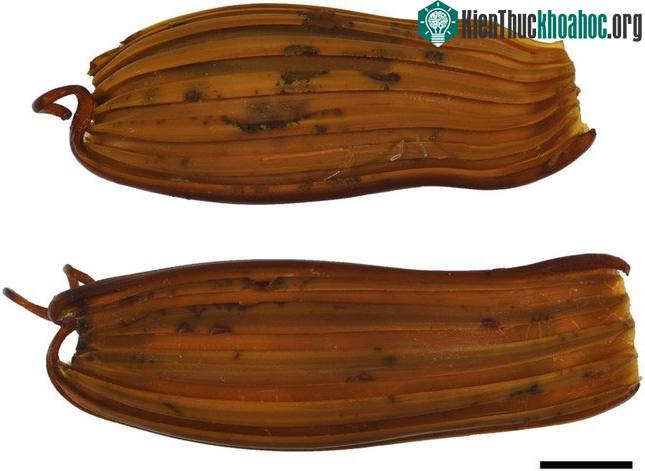 Cận cảnh hộp trứng của cá mập Apristurus ovicorrugatus.