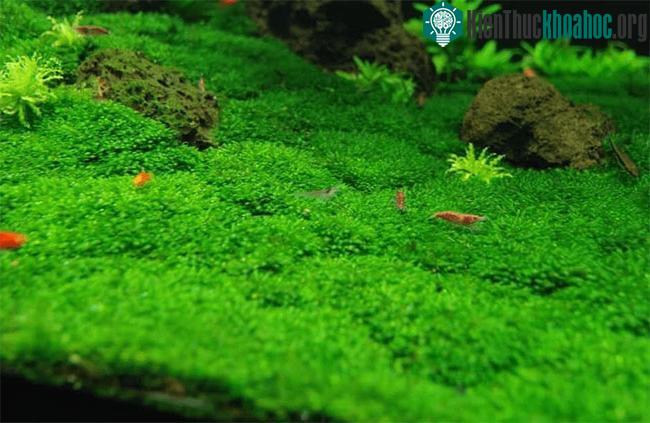 Một số loài rêu quấn quanh thân để giảm diện tích tiếp xúc với ánh nắng mặt trời