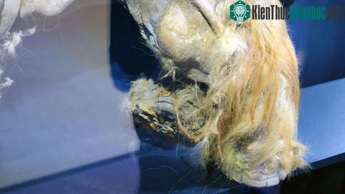 Virus Pithovirus voi ma mút được tìm thấy trong một cụm lông voi ma mút.