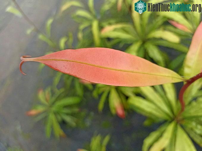 Hai móc câu ở đầu lá cây Triphyophyllum peltatum.
