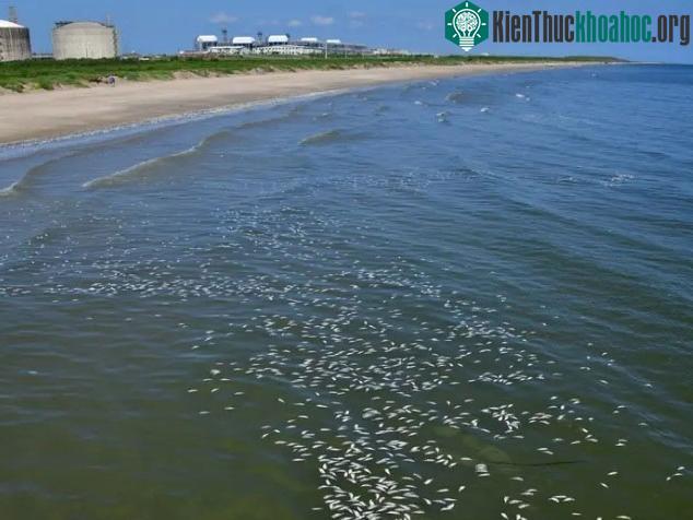 Vùng nước gần bờ cũng đầy xác cá.