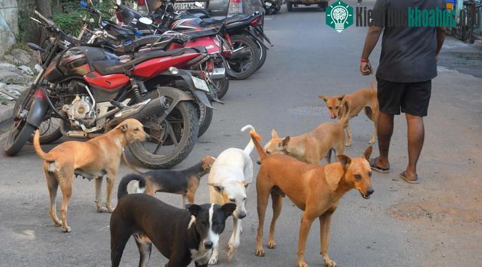Ấn Độ có hơn 15 triệu cá thể chó hoang.