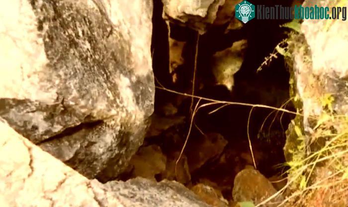Lão nông vào hang bắt cáo, tìm được bảo vật nghìn năm có một ảnh 1