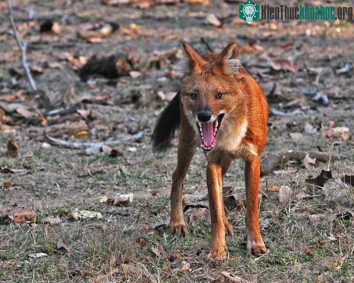 Dholes là động vật sống trong rừng rậm, thảo nguyên, núi, rừng cây bụi và rừng thông.