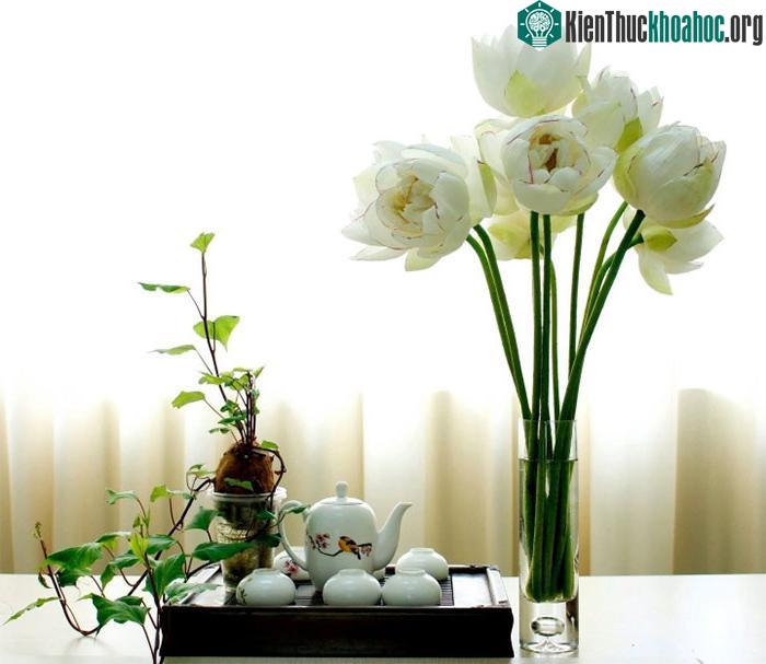 Hoa sen đột biến có vẻ đẹp vô cùng khác biệt.
