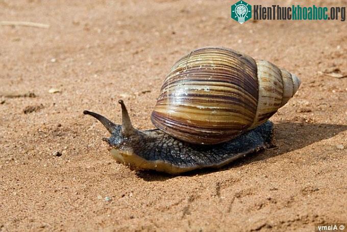 Ốc ăn sên khổng lồ là loài có hại, có thể gây thiệt hại lớn cho thảm thực vật.