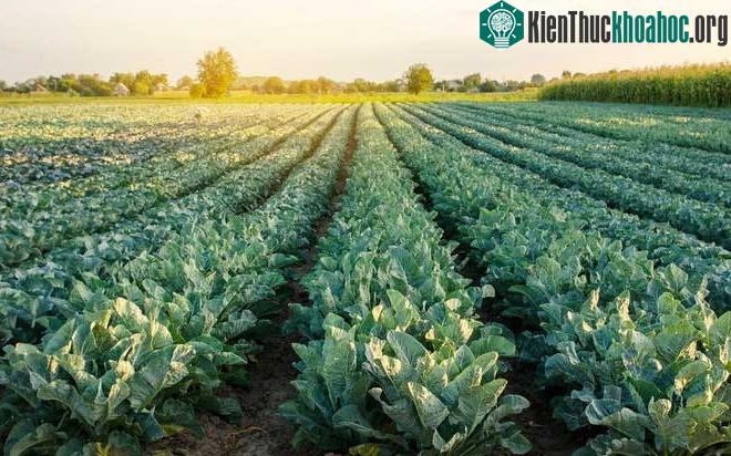 Một loại siêu bông cải xanh được trồng thử nghiệm tại Anh ảnh 1