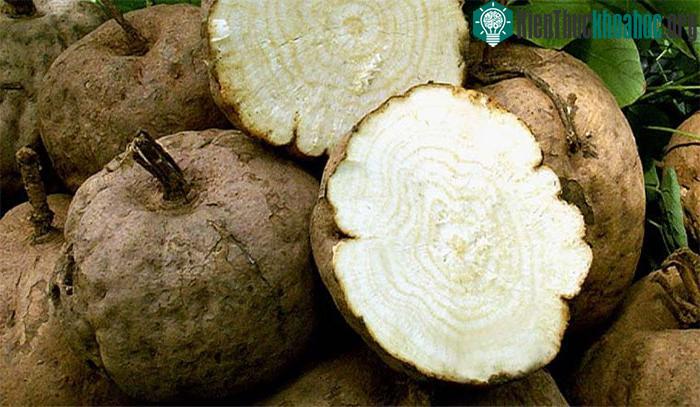 Hoạt chất deoxymiroestrol có trong sâm tố nữ có tác dụng giống estrogen ở nữ.