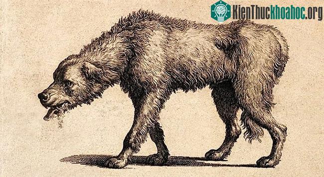 Hình ảnh chó nhiễm bệnh dại