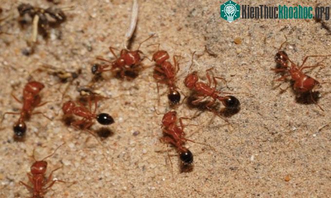 Người thổ dân California ăn kiến gặt trong nghi thức tôn giáo.