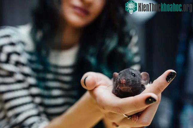 Chuột là loài động vật có tuổi thọ ngắn, khả năng sinh sản mạnh.