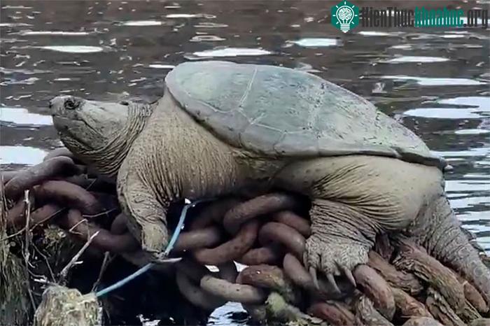 Hình ảnh của Chonkosaurus thu hút sự chú ý trên mạng xã hội.