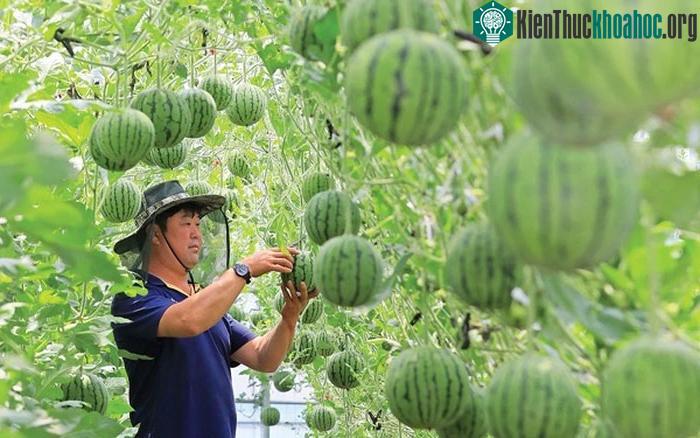 Dưa hấu táo có thích thước chỉ bằng 1/4 quả dưa hấu thường