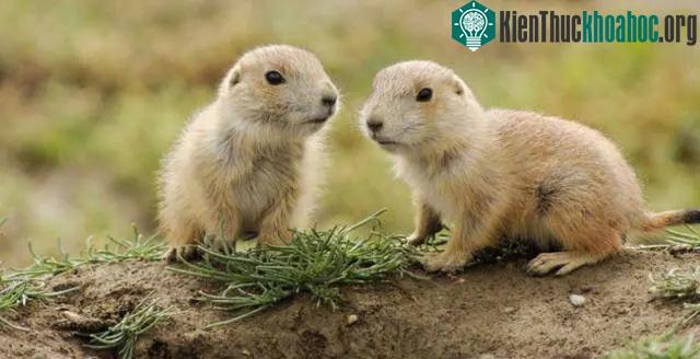 Sóc chuột Chinchilla là loài vật rất nhạy cảm với môi trường sống.