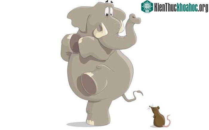 Voi có thực sự sợ chuột như lời đồn? ảnh 2