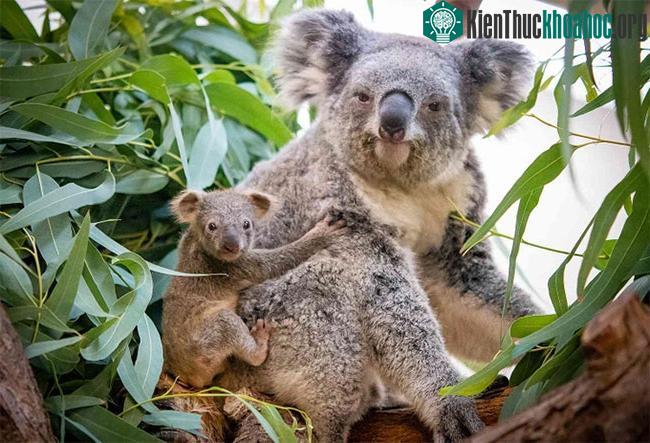 Gấu Koala