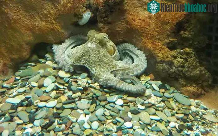 Thành phố Oclantis thể hiện trí thông minh vượt trội và hành vi xã hội của bạch tuộc.