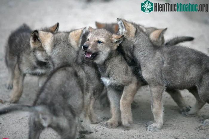 Những con sói không coi chó con như con ruột của mình.