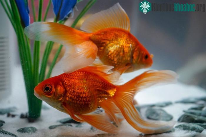 Cách các tế bào định hướng của cá hoạt động có phần khác thông thường.