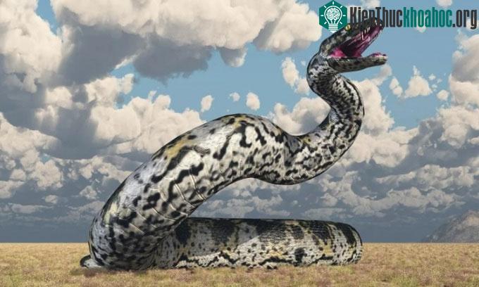 Titanoboa có thể lớn ngang khủng long bạo chúa T-Rex.