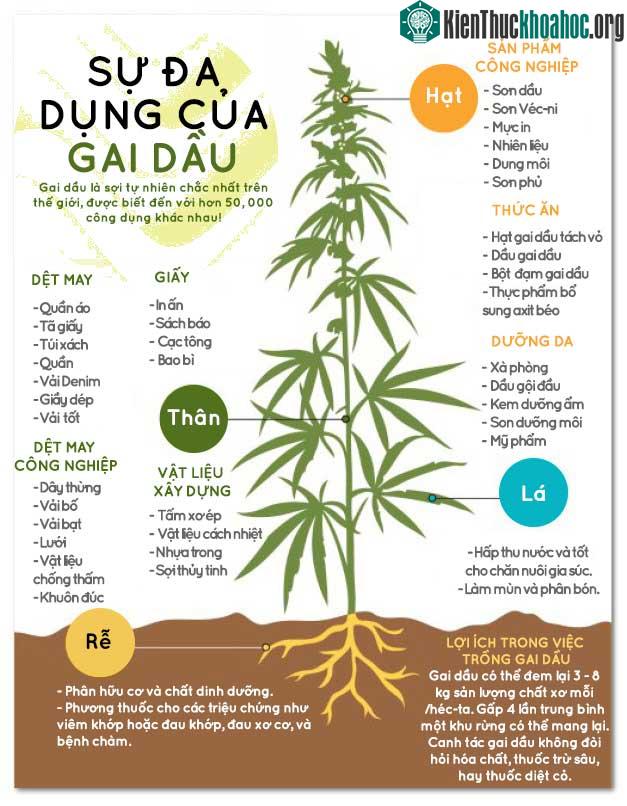 Công dụng của cây gai dầu
