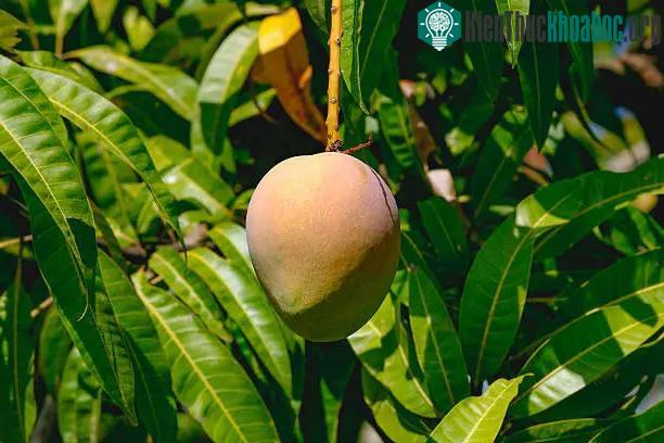 Hợp chất mangiferin trong lá xoài có khả năng chống ung thư