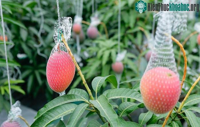 Xoài của ông Nakagawa đã được xuất khẩu tới nhiều quốc gia.