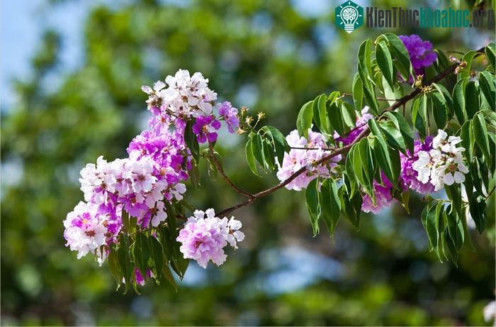 Những lợi ích sức khoẻ và bài thuốc từ cây bằng lăng ảnh 2