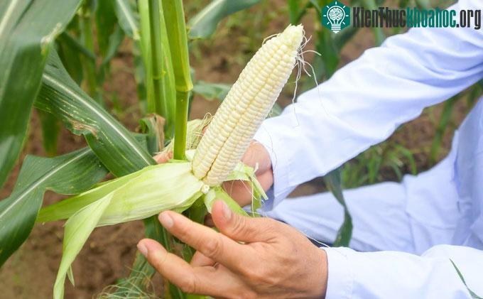 Ngô hoa quả khi thu hoạch có trọng lượng khoảng 3-4 lạng/bắp tùy vùng trồng