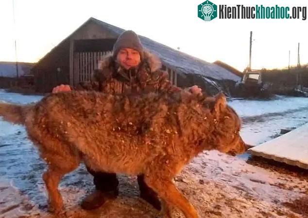 Sói xám có chung tổ tiên với chó nhà (Canis lupus familiaris).