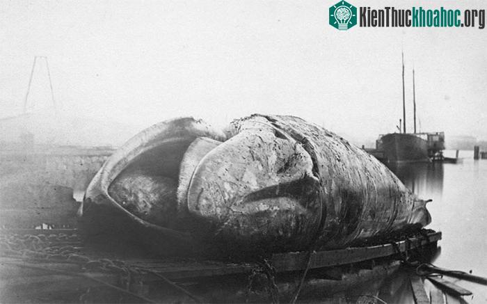 Tiêu bản cá voi xanh duy nhất trên thế giới ảnh 2