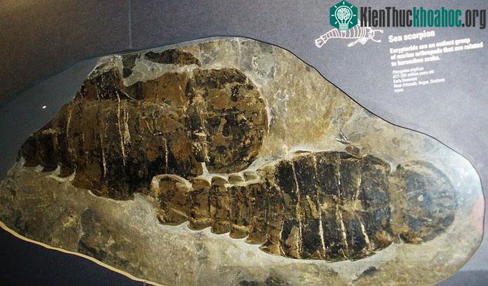 Sinh vật cổ đại này có khả năng thị lực nghèo nàn