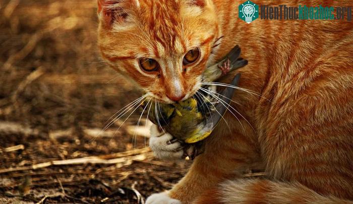 &nbsp;Số lượng của mèo đã bắt đầu tăng lên trên toàn cầu.