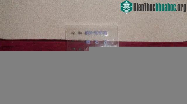 Chiếc lá hơn 6.000 năm tuổi hiện đang được trưng bày tại Bảo tàng tỉnh Hắc Long Giang.