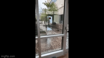 Hình ảnh nổi da gà tại 1 bệnh viện ở bang Nevada bị loài dế Mormon xâm chiếm.