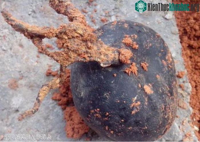 "Quả bóng" lão nông tìm thấy được gọi là sâm ô linh, một loại thảo dược quý hiếm.