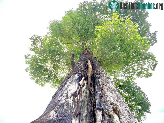 Đây là cây nghiến đỏ vô cùng quý hiếm.