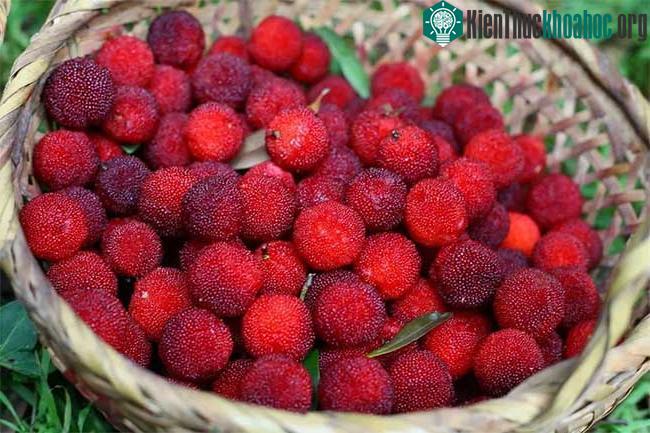Bề mặt thanh mai được bao phủ một lớp "gai quả",