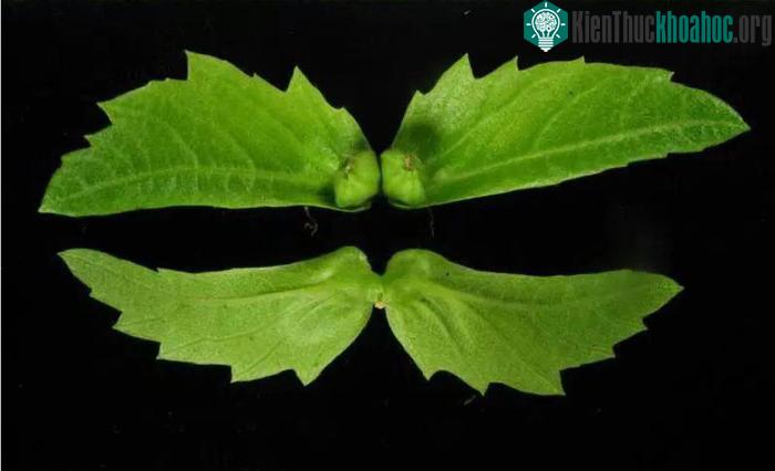 Sồi tai ngỗng Phổ Đà là loại cây hiếm được đưa lên vũ trụ.