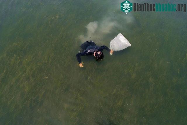 Các nhà khoa học, hàng trăm tình nguyện viên đã thu thập hạt giống ở Virginia