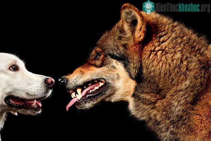 &nbsp;Hành vi và biểu hiện của chó sói đối với chó con cũng khác với con của chúng.