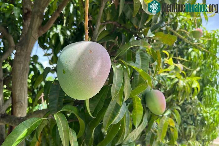 Chiết xuất lá xoài có thể làm giảm các dấu hiệu lão hóa da nhờ hàm lượng chất chống oxy hóa