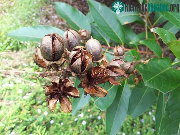 Những lợi ích sức khoẻ và bài thuốc từ cây bằng lăng ảnh 3